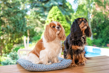 Two cavalier king charles spaniel puppis sitting on the desk outdoors