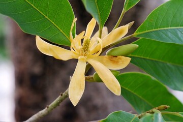 Blooming flowers of Magnolia champaca or Michelia champaca, known in English as champak It is known for its fragrant flowers, and its timber used in woodworking.