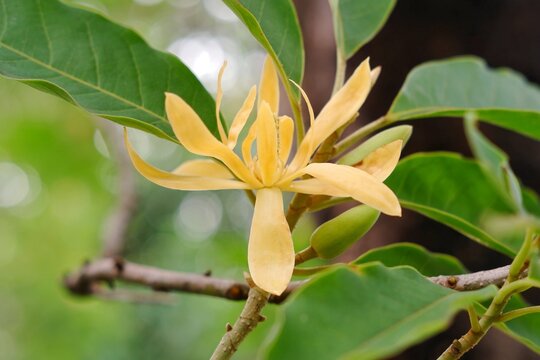 Blooming flowers of Magnolia champaca or Michelia champaca, known in English as champak It is known for its fragrant flowers, and its timber used in woodworking.