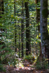 Obraz premium Forêt alsacienne au col du Donon à Grandfontaine, Bas-rhin, France