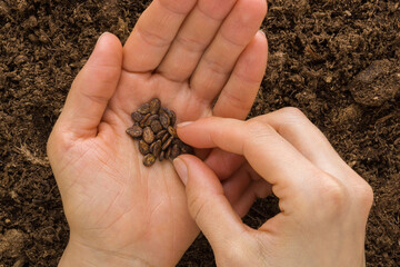 Young adult woman fingers taking watermelon seeds from palm for planting in fresh dark soil. Closeup. Preparation for garden season. Point of view shot. Top down view.
