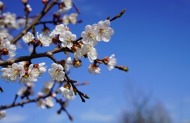 a branch of a cherry tree with white flowers on a background of blue spring sky with a free place to insert text