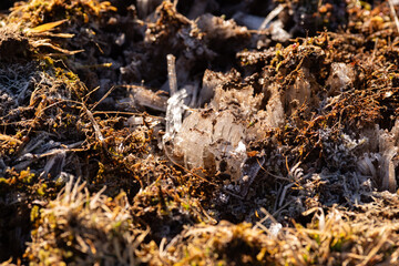 冬の冷え込んだ朝にできる霜柱