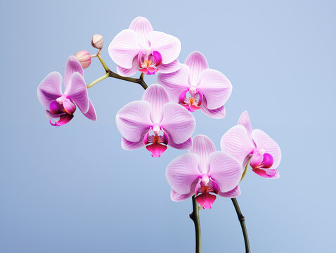 Purple orchid flower phalaenopsis, phalaenopsis or falah on a white background. Purple phalaenopsis flowers on the right. known as butterfly orchids. Selective focus. There is a place for your text.