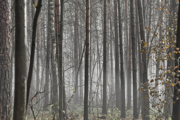 Fototapeta na wymiar Bare tree trunks in the morning fog. Sad autumn landscape with a cold, autumn forest.