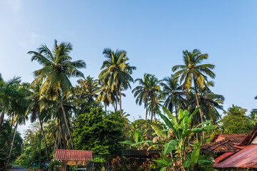  coconut trees palms against the blue sky of India