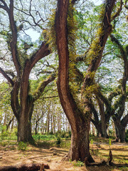 The close-up view of centuries-old rain trees (Samanea saman) growing in the De Djawatan forest. Epiphytic plants thrive on them, from the trunk to their branches.