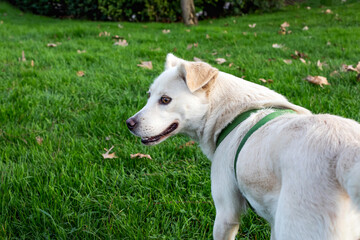 White labrador retriever dog on green grass in the park. 
