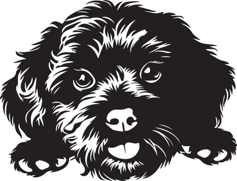 black and white cavapoo cute dog