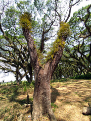 The close-up view of centuries-old rain trees (Samanea saman) growing in the De Djawatan forest. Epiphytic plants thrive on them, from the trunk to their branches.