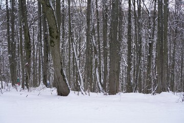 winter forest with trunks of tall trees on a background of white snow during severe frosts