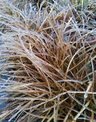 Frost on the plants. Ice grass. Beautiful winter background