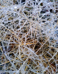 abstract pattern of frozen grass after icy winter rain