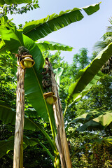 Banana trees in a garden with a bunch of green unripe bananas in the top of the trees