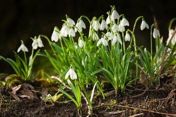 Snowdrops or common snowdrops (Galanthus nivalis) flowers. Snowdrops bloom in the wild in the forest or garden in the spring