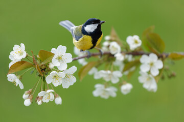 Fototapeta premium Bird perching on branch with white flowers of blossom cherry tree on green background. The great tit. Spring background
