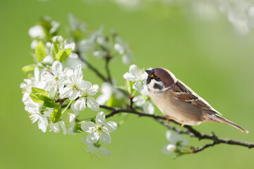 Bird perching on branch with white flowers of blossom cherry tree on green background. The sparrow. Spring background