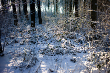 Open area with overgrown bushes in a snowy winter forest. Backlight background photo with blurring trees in the background