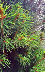 Naklejka na ściany i meble Fresh green needles of Canadian spruce in raindrops