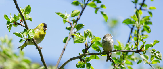 Obraz premium Little birds sitting on branch of tree. Male and female the Eurasian Siskin