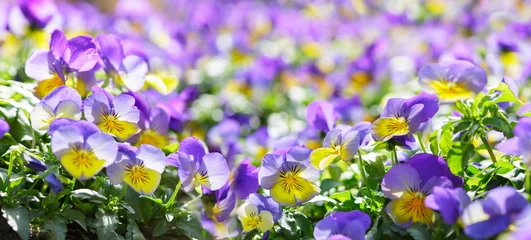Muurstickers colorful pansy or viola flowers in a garden © Nitr