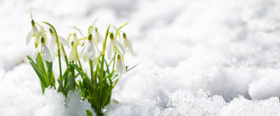 First spring flowers. Snowdrop flowers blooming in snow covering