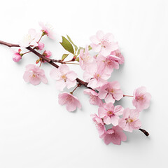 pink cherry blossom isolate on transparency background png 
