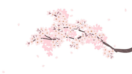 Cherry blossom branch illustration background transparent beautiful sakura flowers