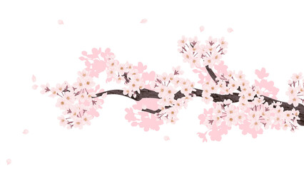 Cherry blossom branch illustration background transparent beautiful sakura flowers