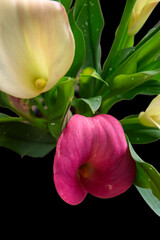 Close up of multicoloured Canna Lily, Calla Lily