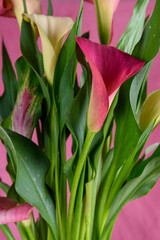 Close up of multicoloured Canna Lily, Calla Lily