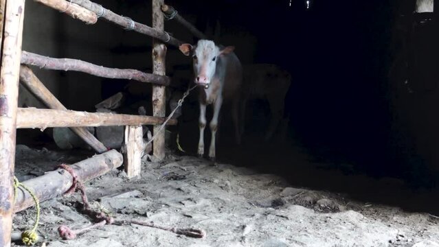 Bunch of badri cow calf tied inside a mud hut called channi in an Indian village household.