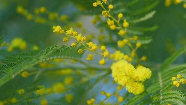 Spring Is Coming. Acacia Dealbata Or Mimosa Tree Is A Symbol Of Happy Womens Day. 8 March Women Day. Close up.