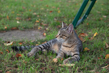 Lazy Afternoon: Relaxed Tabby Kitten in the Grass