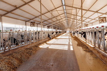 Closeup portrait of holstein cow eats hay in barn of dairy farm with sunlight