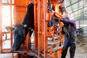 Cow secured in hydraulic apparatus during hoof trimming. Farmer man master of pedicure for hooves...