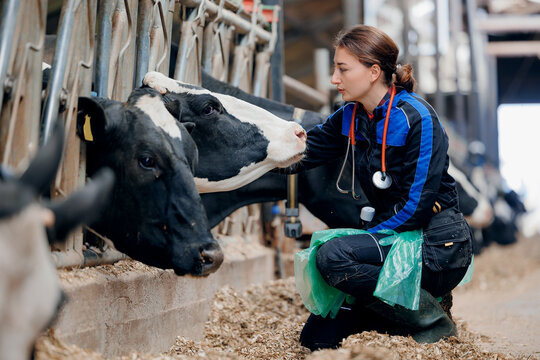 Vet rectal examination on cow, Veterinarian doctor with stethoscope and disposable gloves. Concept health care on cattle livestock farming industry