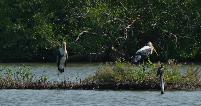 Camera zooms out revealing two Painted Storks Mycteria leucocephala and one Little Cormorant Microcarbo niger, Thailand