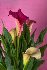 Close up of multicoloured Canna Lily, Calla Lily