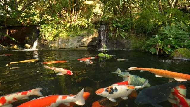 Water pond with koi fish 