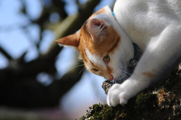 A young cat is exploring the branch of an apple tree in a french backyard.