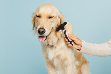 Close up professional female hand hold grooming brush trimming her adorable best friend golden retriever dog at salon isolated on plain pastel light blue background studio Take care about pet concept