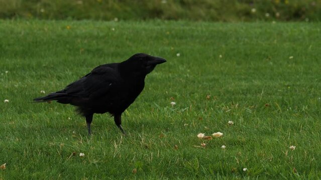 Two crows eating on the grass