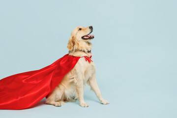 Full body side view purebred golden retriever Labrador dog wear red super hero suit pov defend...