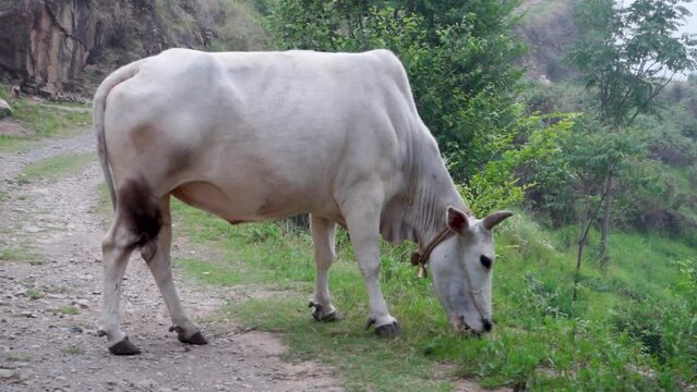 An Isolated shot of White Indian BADRI Cow in the upper himalayan region. Uttarakhand India.