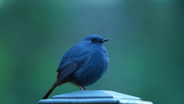 Plumbeous water redstart  in the forest of Taiwan