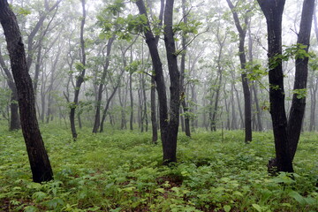 The forest on the Bruce Peninsula in Peter the Great Bay. Primorsky Krai