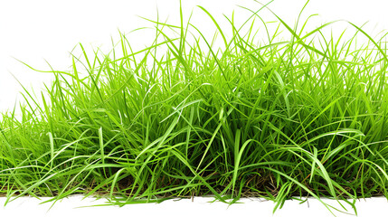 Green grass png on a white background. - obrazy, fototapety, plakaty