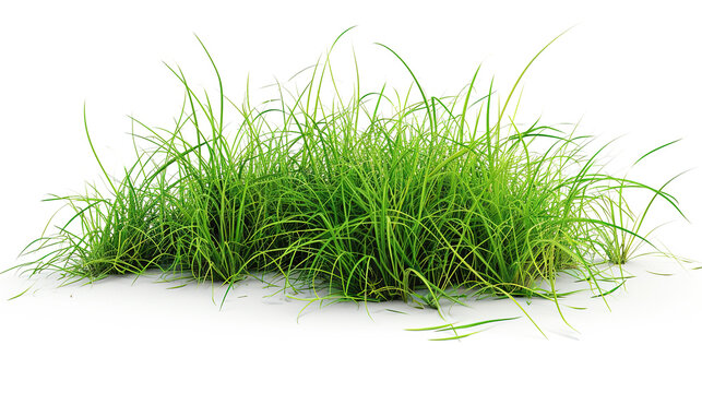 Green grass png on a white background.