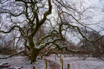 Großer alter Baum und Wanderweg in der Süntelbuchen-Allee in Bad Nenndorf im Winter